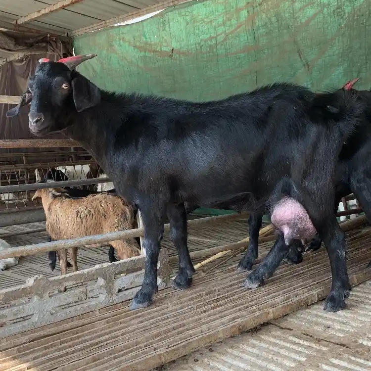  （努比亚黑山羊纯天然养殖）黑山羊75斤左右怀孕母羊