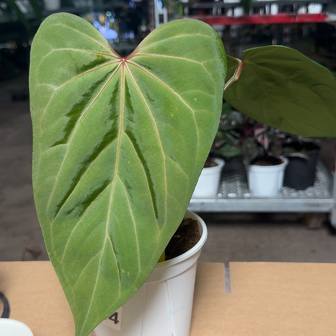 完全开放H44波特杂