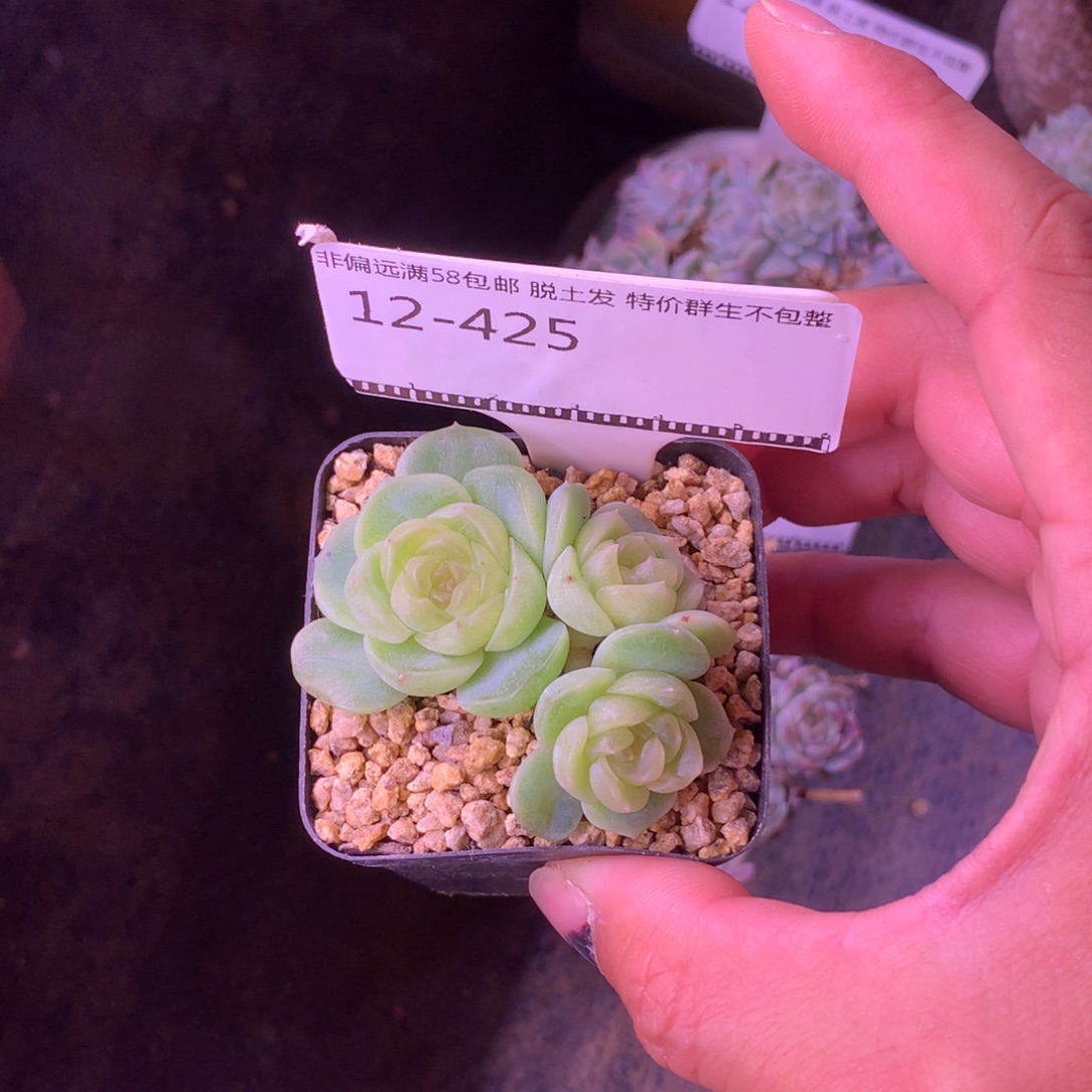 雪糕甜心优选福利58包邮