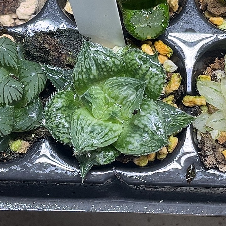 119大窗实生寿锦脱土发货