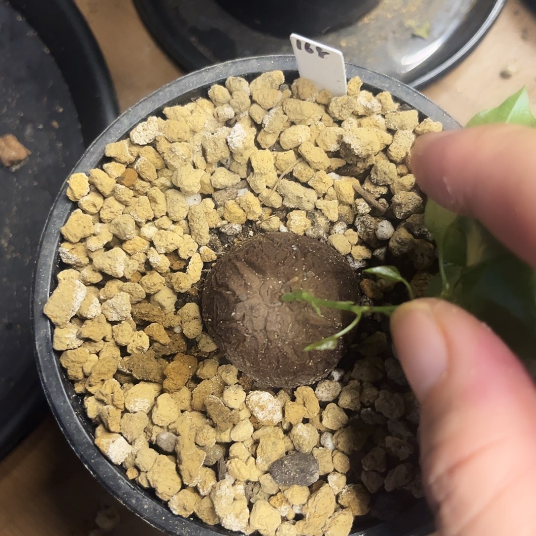 315龟甲龙685866788