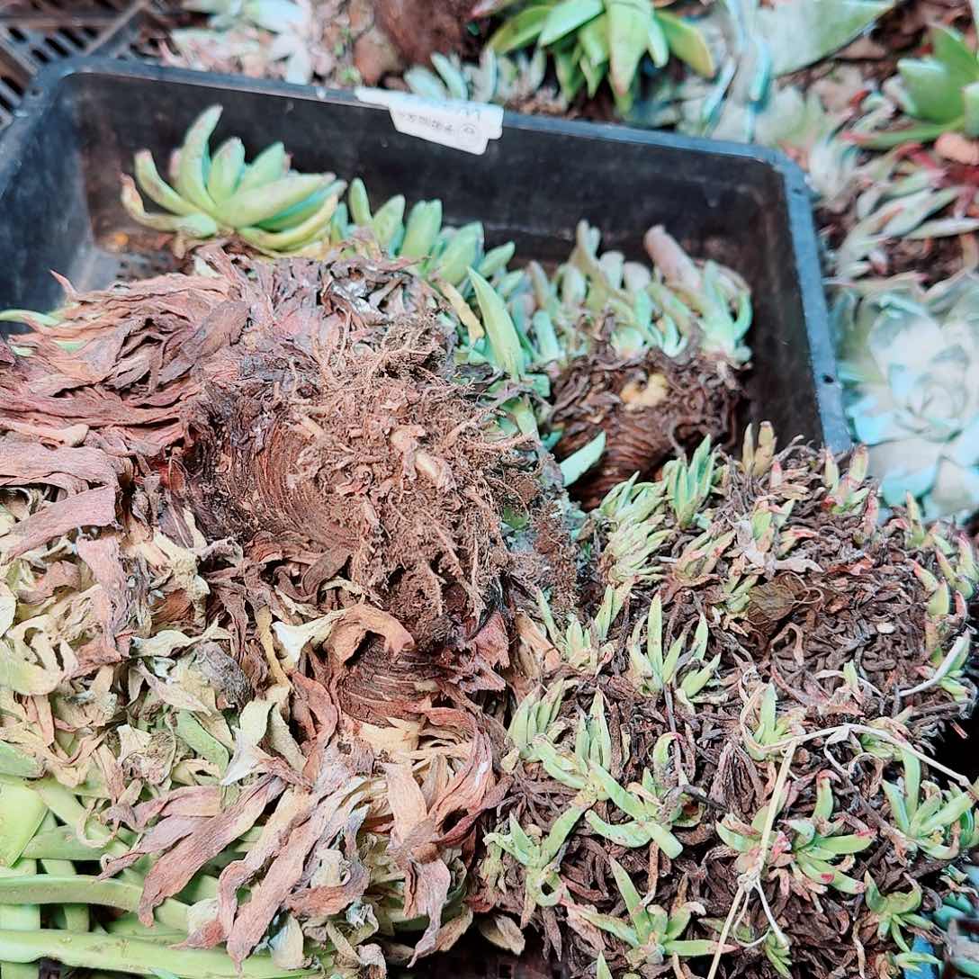 9208瑕疵框拍不售后