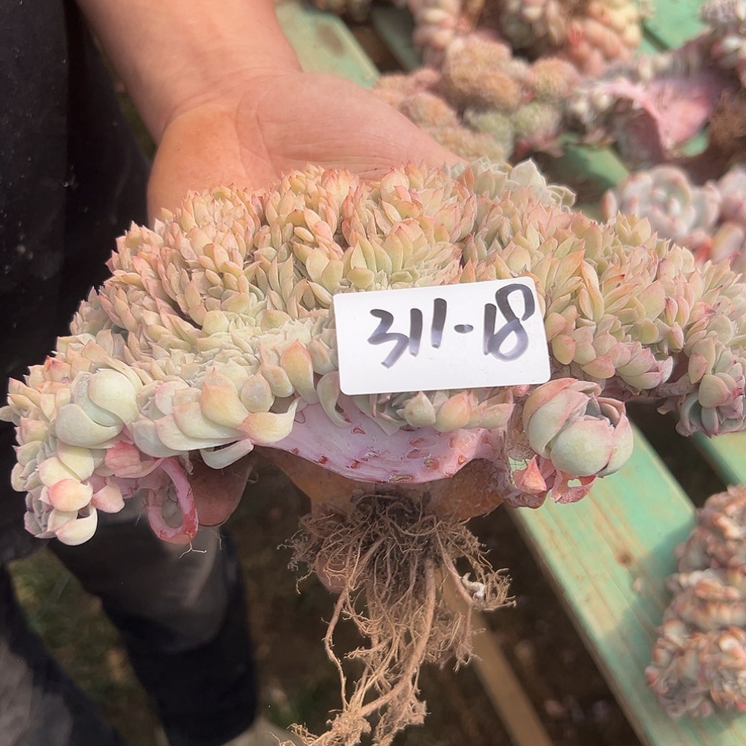 陈*丽311-18莎莎缀多肉