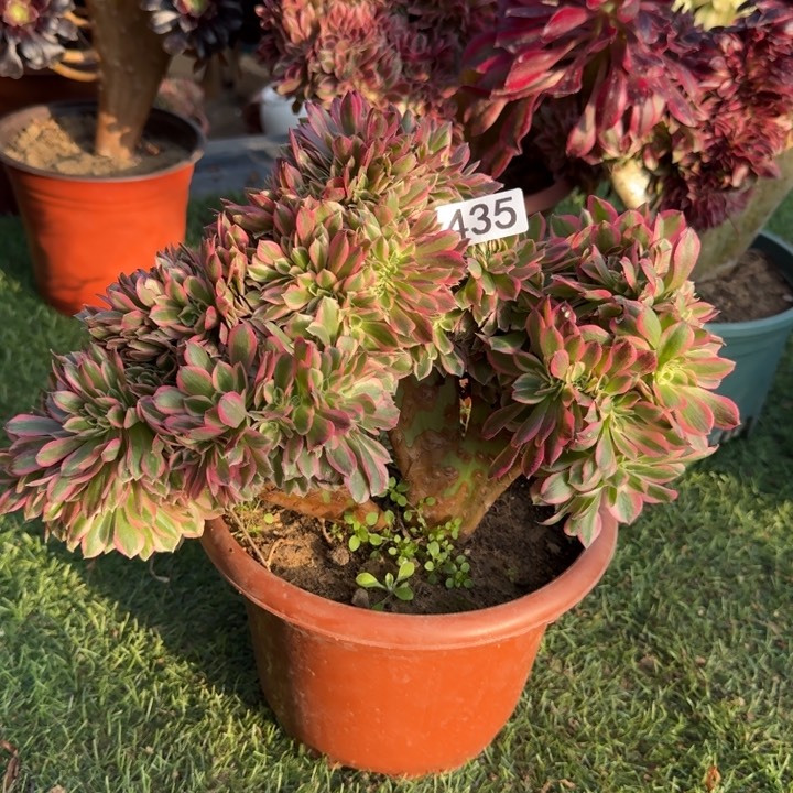 粉女巫缀化法师锦435