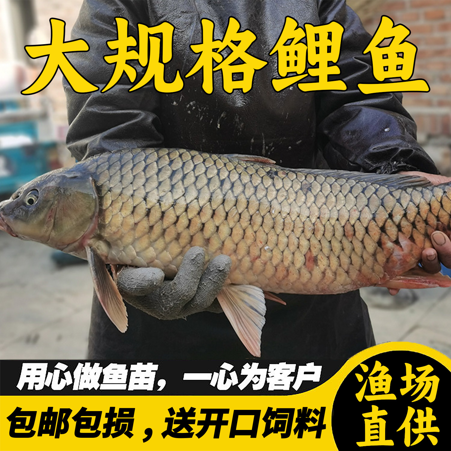 黑鲤鱼大全草鱼皖鱼花白鲢鱼饲料螺丝青鱼活体本地淡水养殖食用