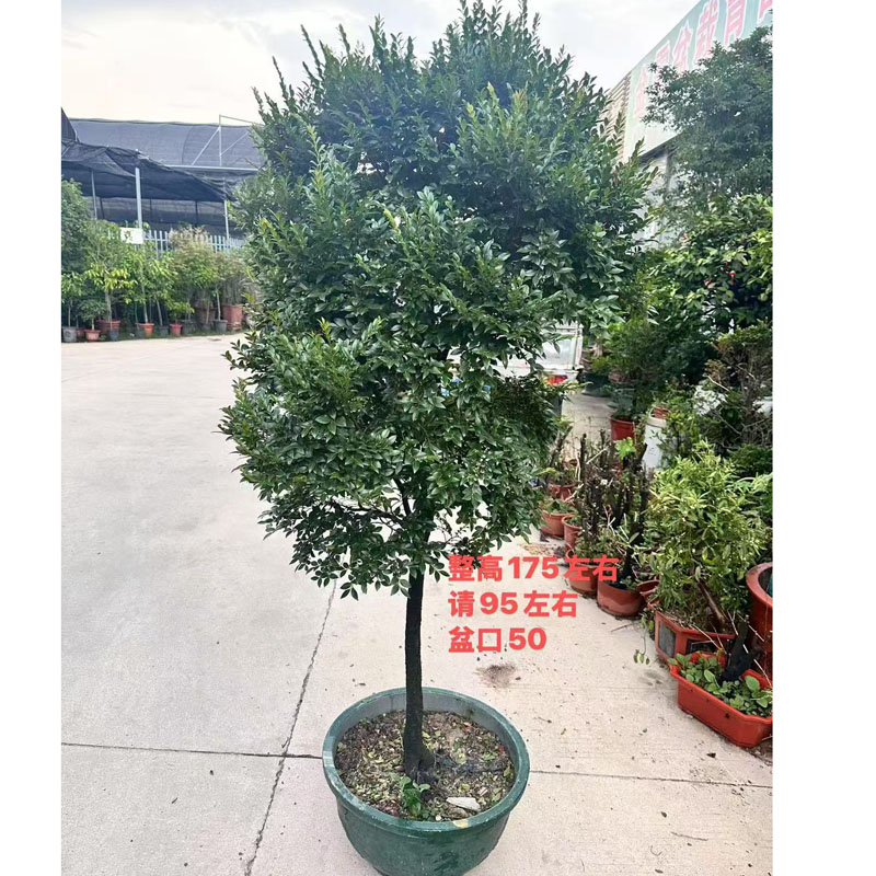 小叶檀香紫檀盆景树桩室内绿植紫檀盆栽四季常青植物黑骨茶黑檀木