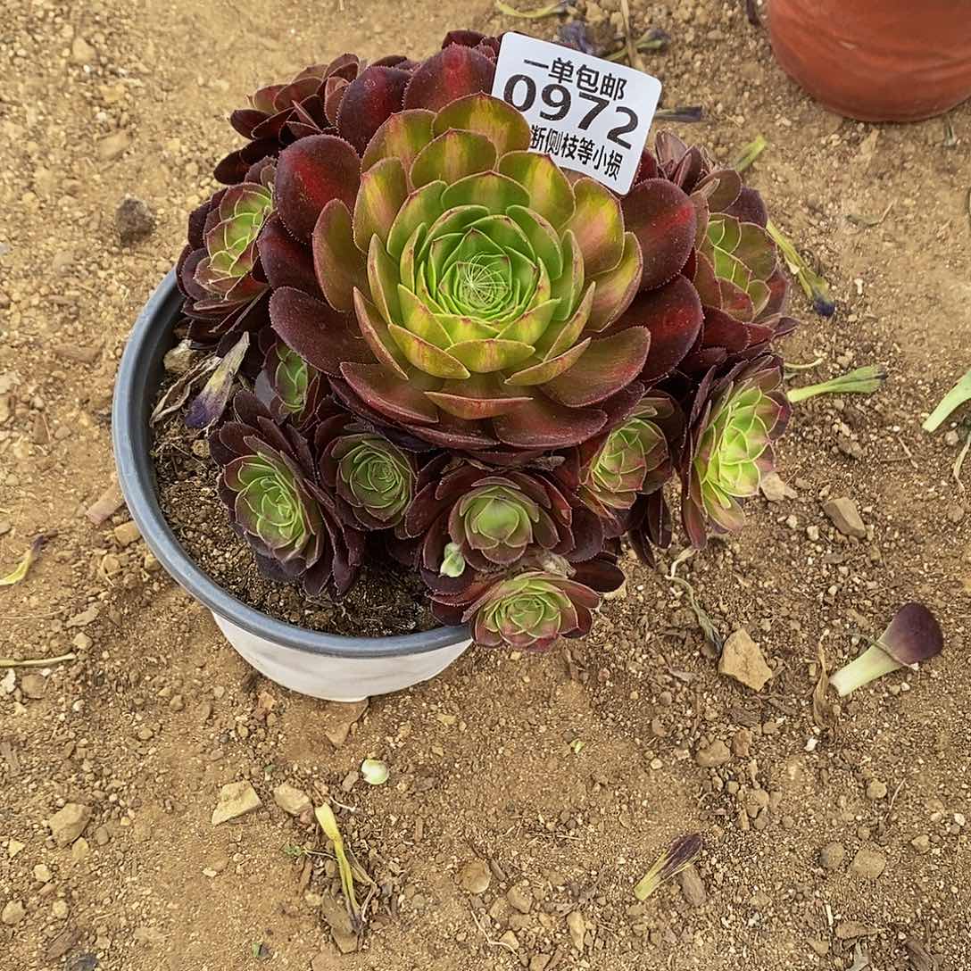 972倾城中斑锦叶片虫咬