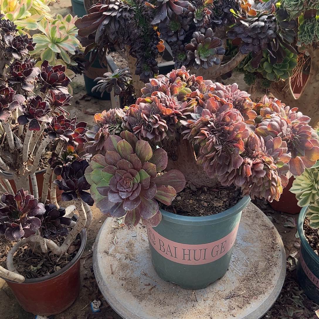 10花月夜缀化多肉