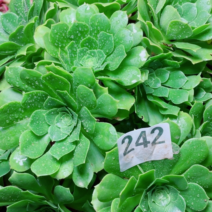 多肉植物组合242