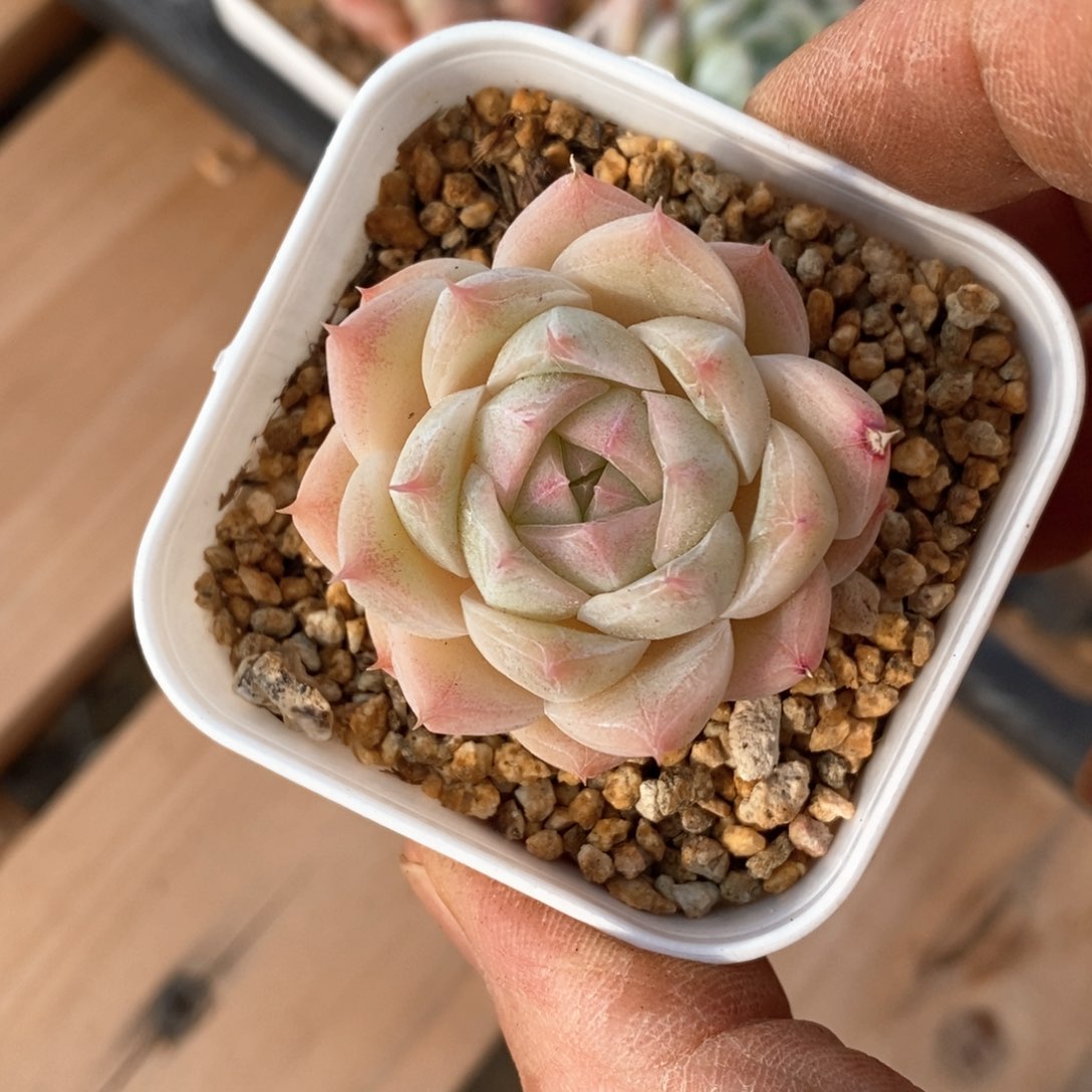 精品多肉一物一拍不包整26