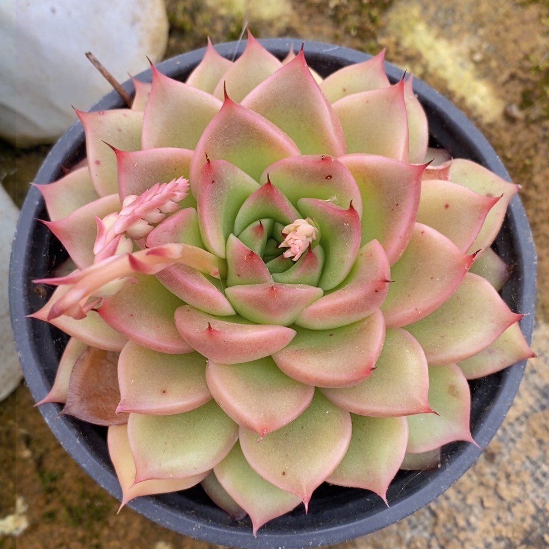 一物一拍多肉，扣价上车专属链接，满38包邮