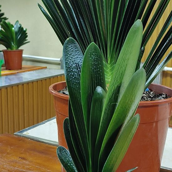 京***农完全开放君子兰200