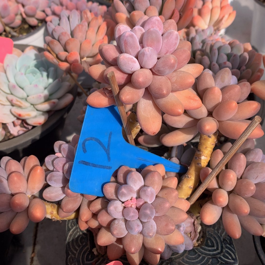 汤圆72772727272738