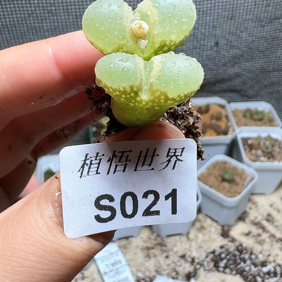 021盒多肉植物哇f f