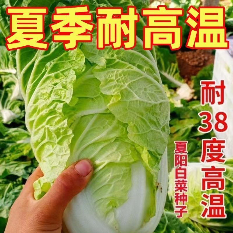 大白菜苗娃娃菜包心抗热白菜种苗黄心大白菜苗娃娃菜带土发货早熟