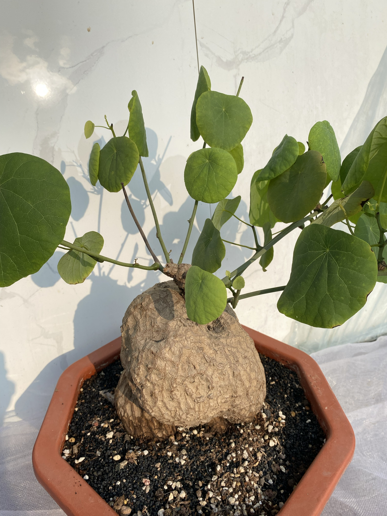实生大号绿藤龟爬藤山乌龟球根15cm