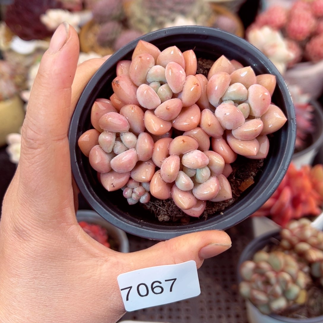 7067群生老桩泡泡糖多肉