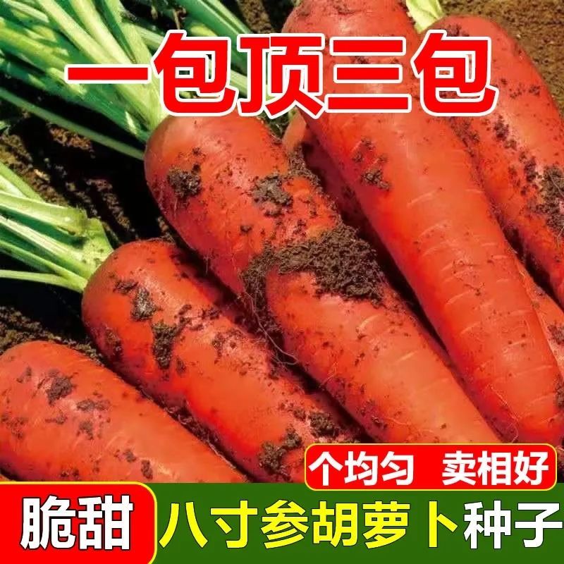【满5包/包邮】甜脆红芯八寸参胡萝卜种子红冰糖红萝卜种籽蔬菜种籽
