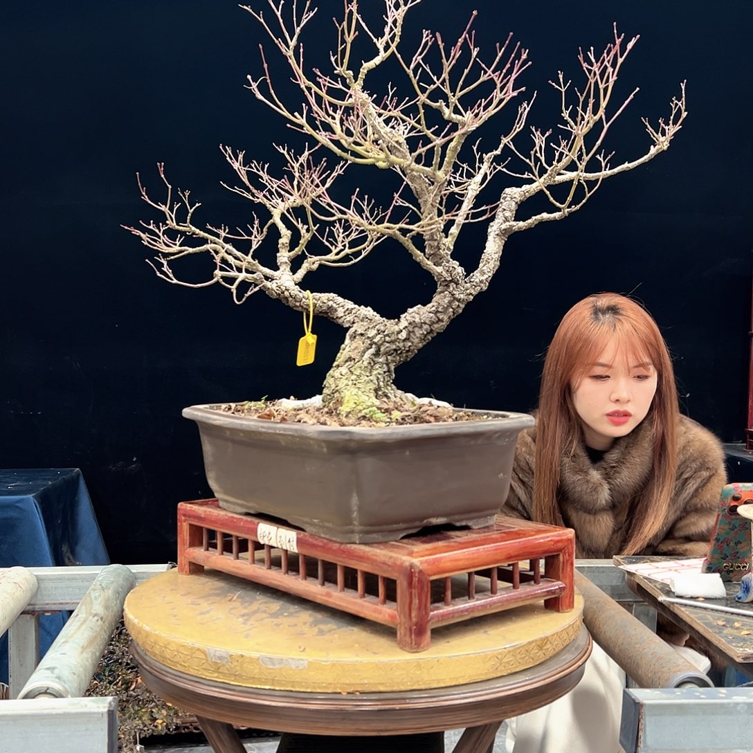 花***草无花朵杜鹃花的诗