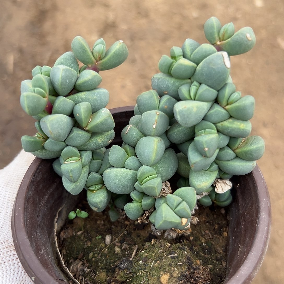 杜呃呃呃呃呃呃呃呃呃呃