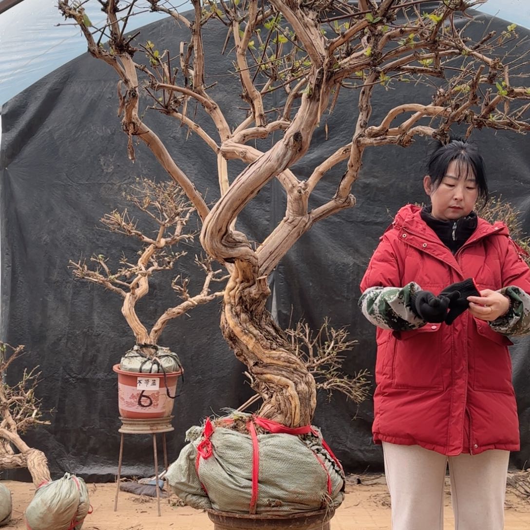金银花金银花金花银花