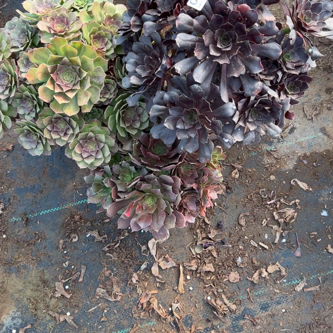 897三颗组合多肉法师