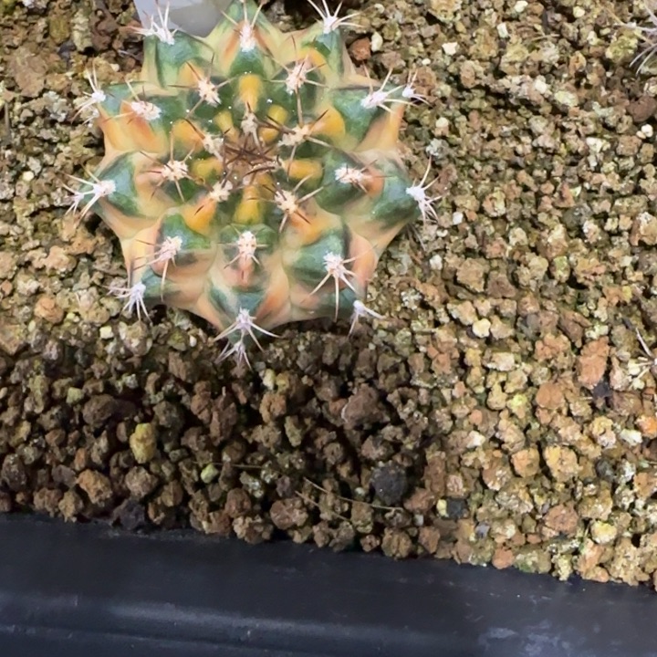 31-0108波西米亚泰国发货多肉