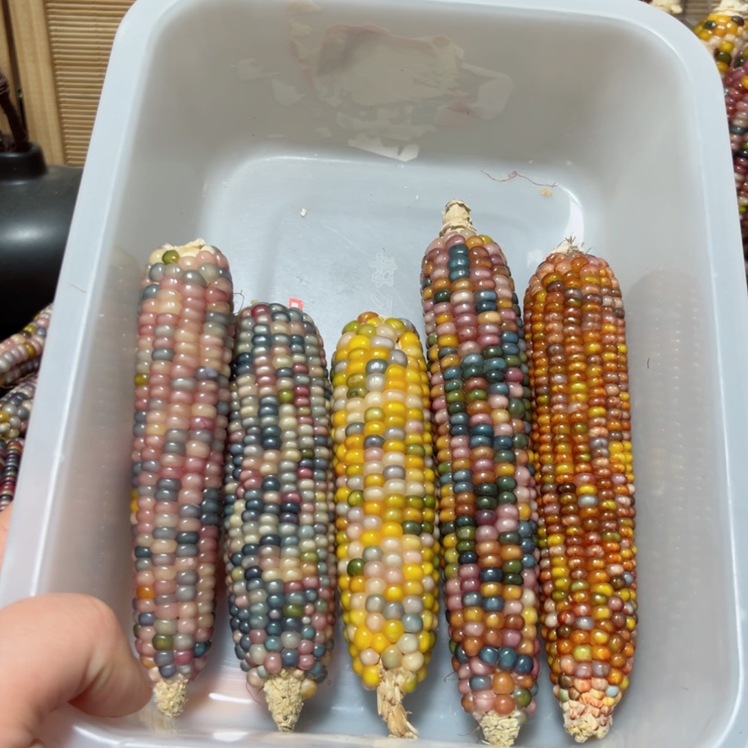 微***.直播间七彩文玩玉米不退换