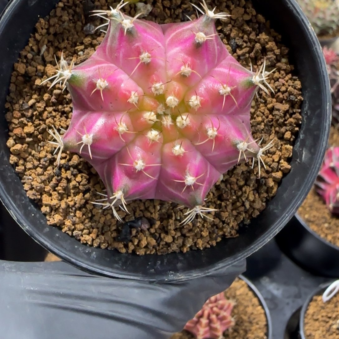 178号泰系实生轮回