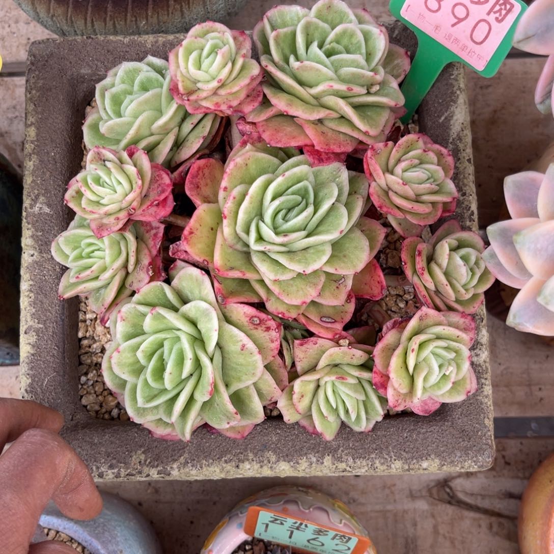 L***陈云尘多肉一物一拍不含盆890