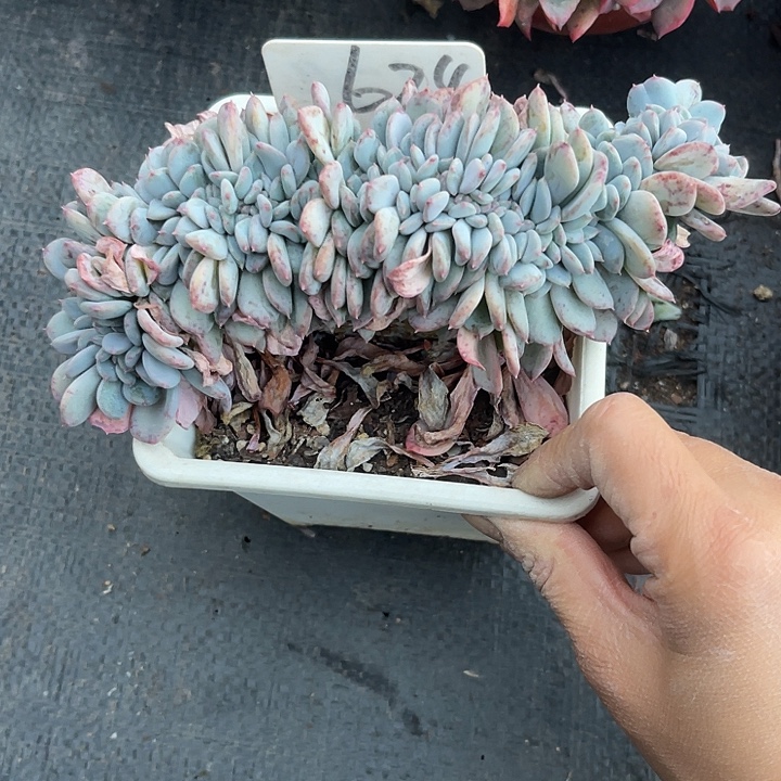 两单包邮，一物一拍624玛瑙缀