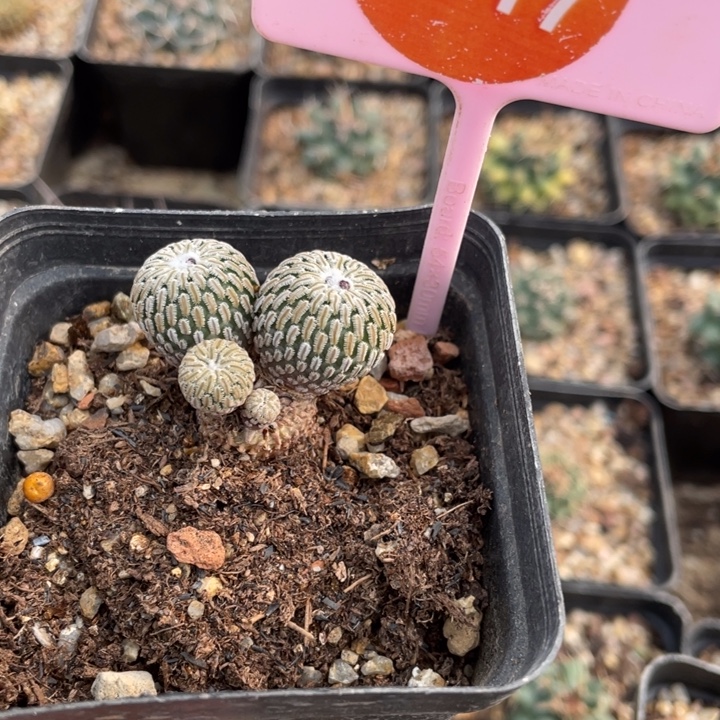 陈***胤实生精巧殿261700000000