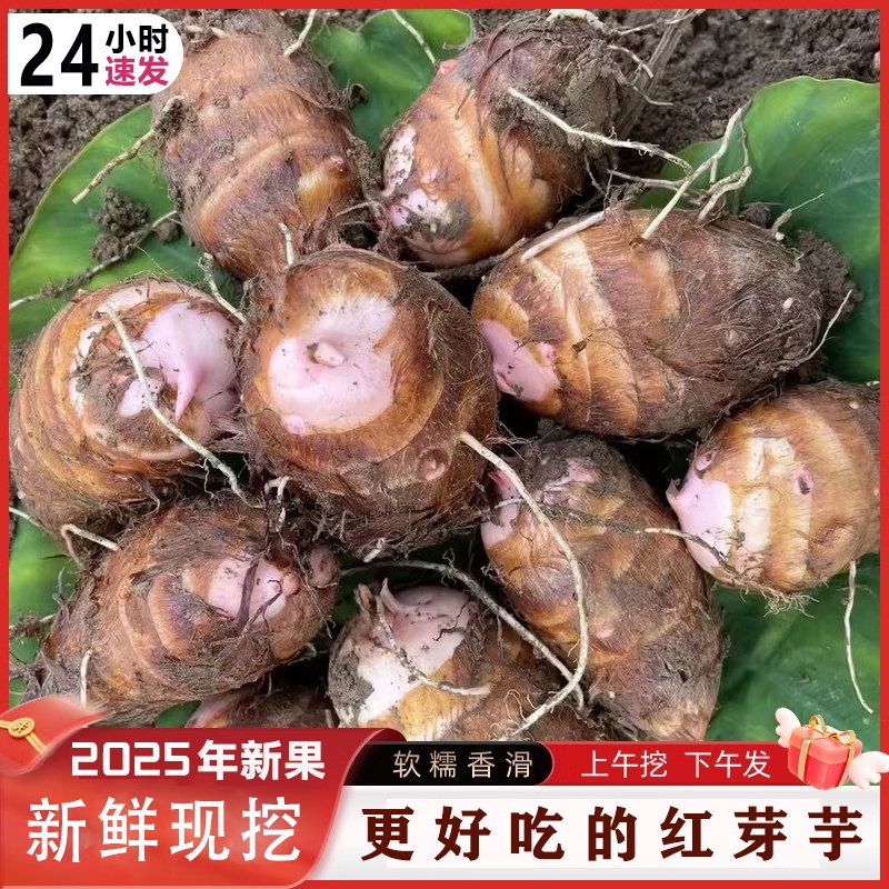 正宗江西铅山红芽芋口感粉糯农家自种精选小芋毛芋包邮