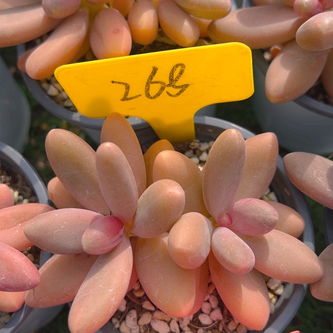 福利来啦打榜啦打榜