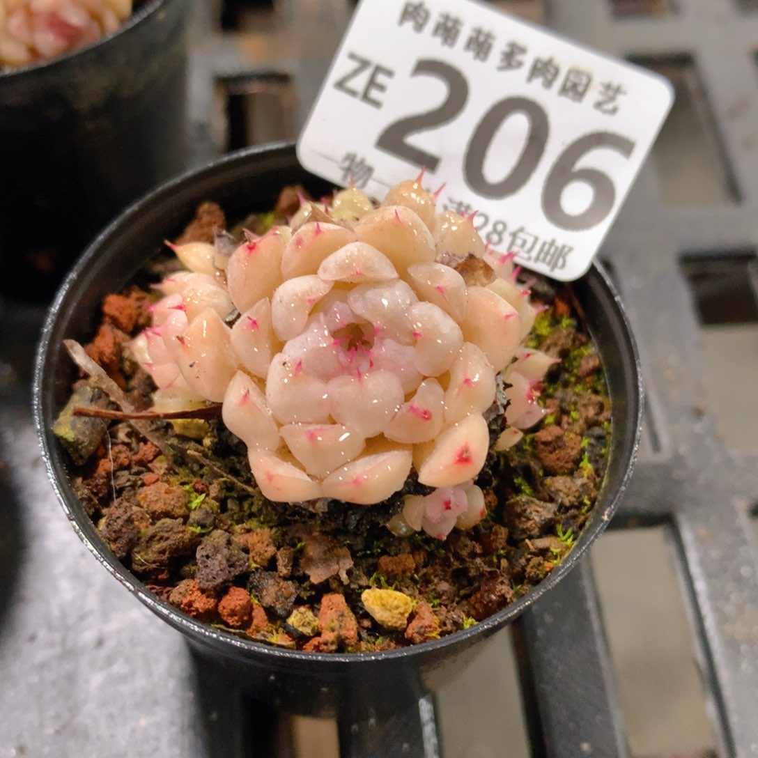 肉萌萌拇指盆精控多肉ZE206