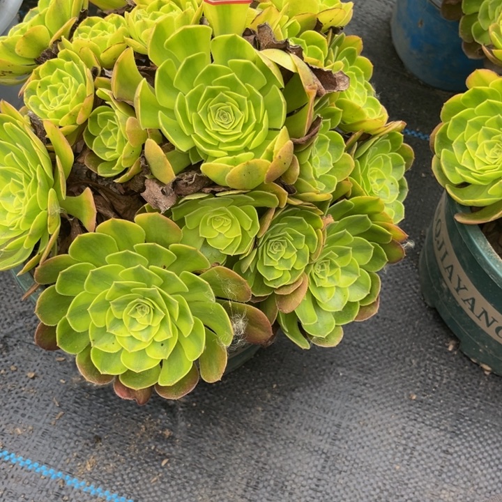 281雨荷多肉植物法师
