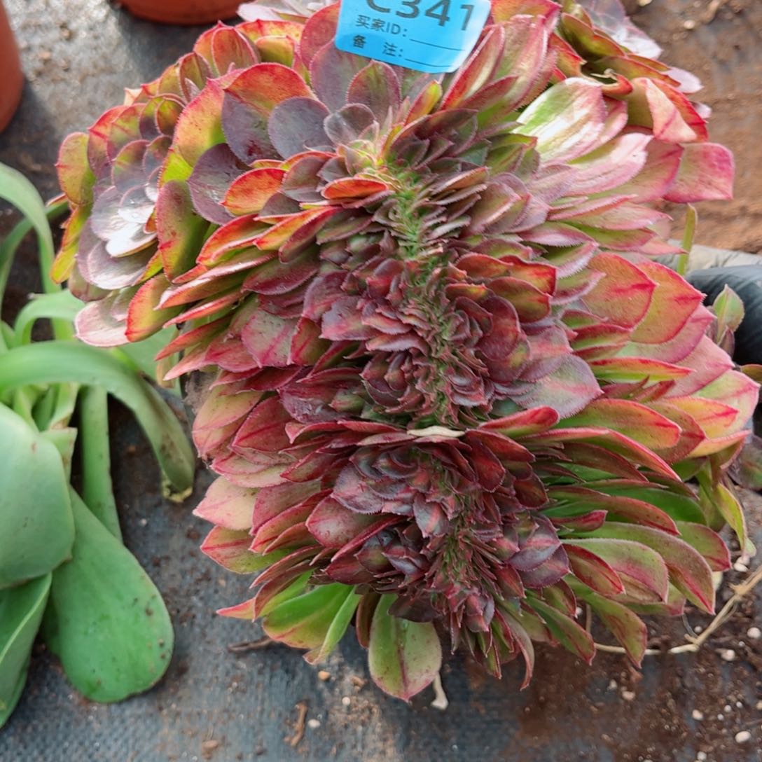 多肉植物341抹茶