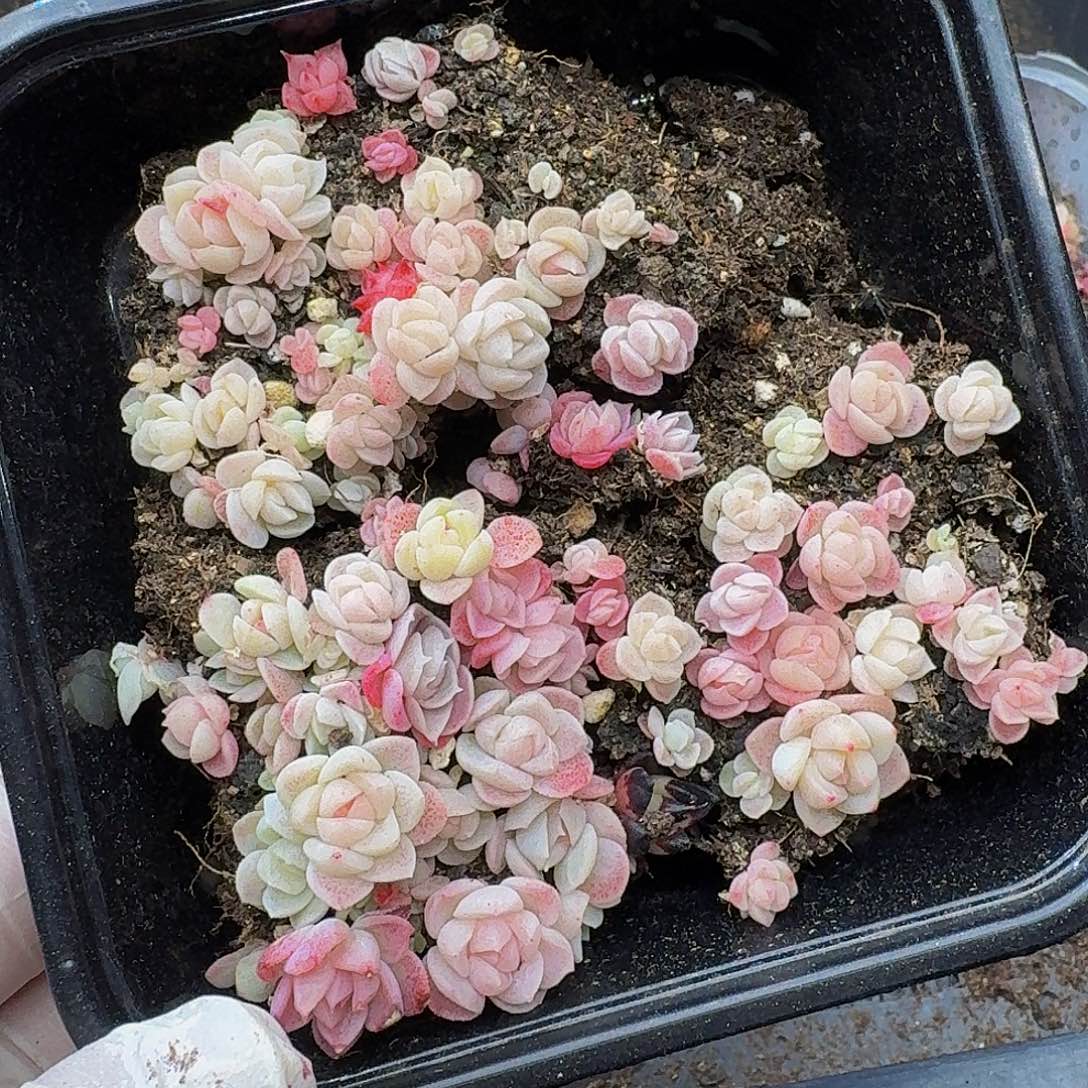 多肉植物多肉植物630