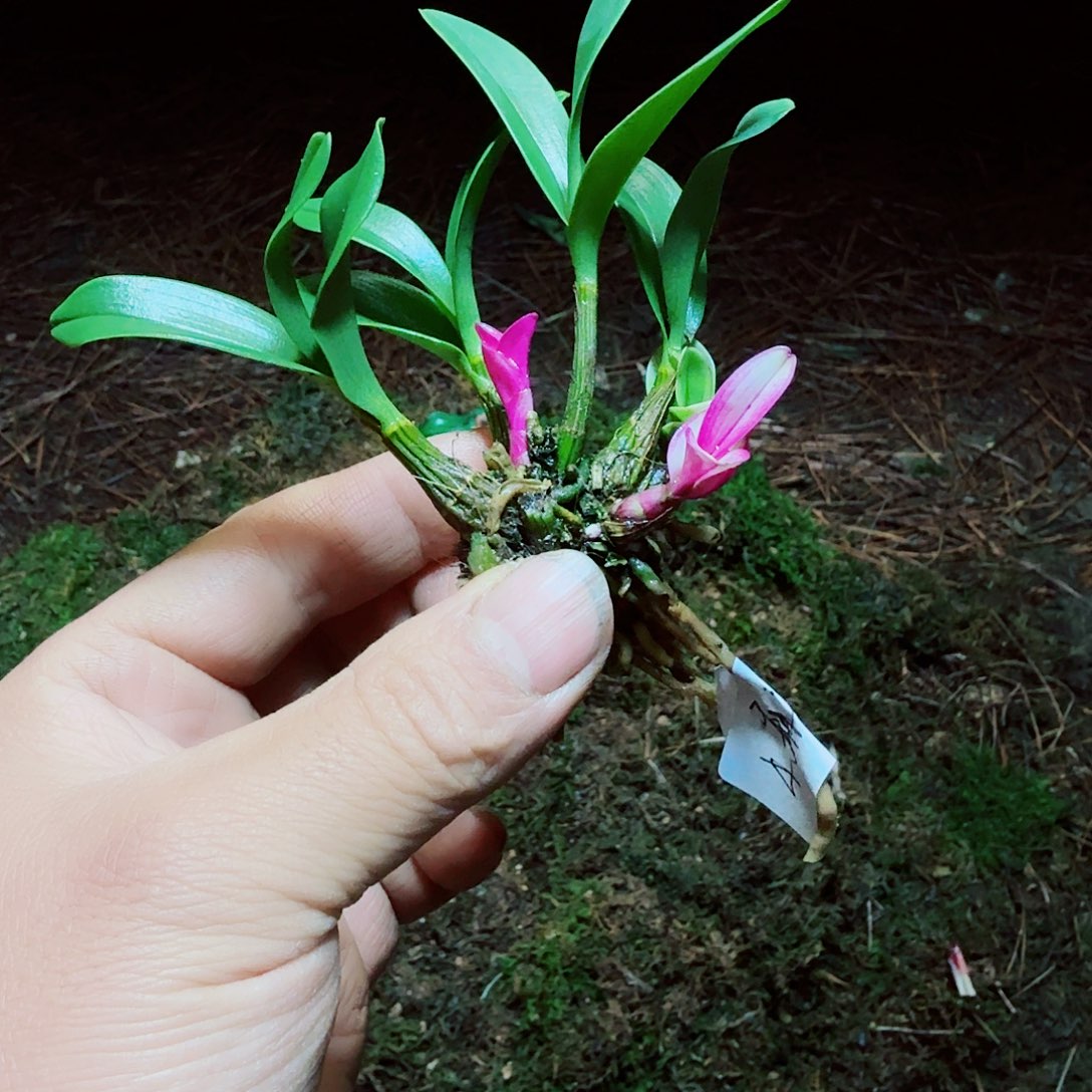 完全开放145677七彩