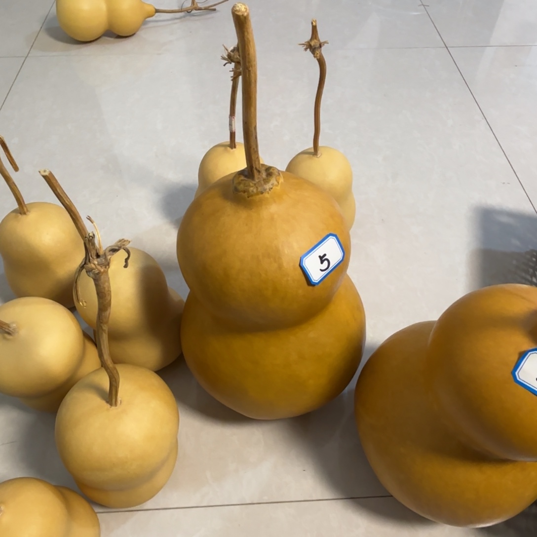 王***珠葫芦葫芦葫芦葫芦