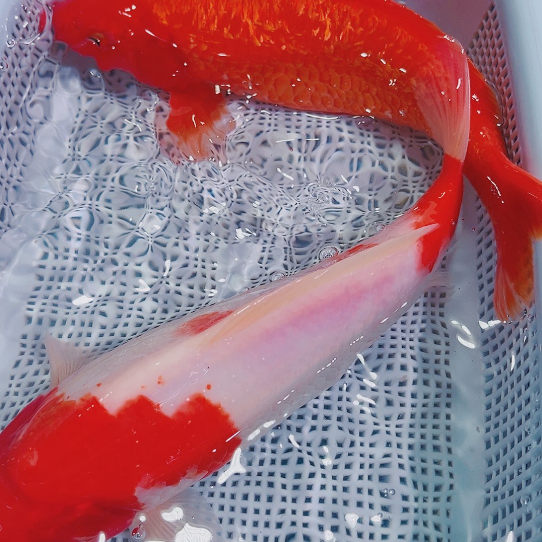 锦鲤锦鲤冷水鱼观赏