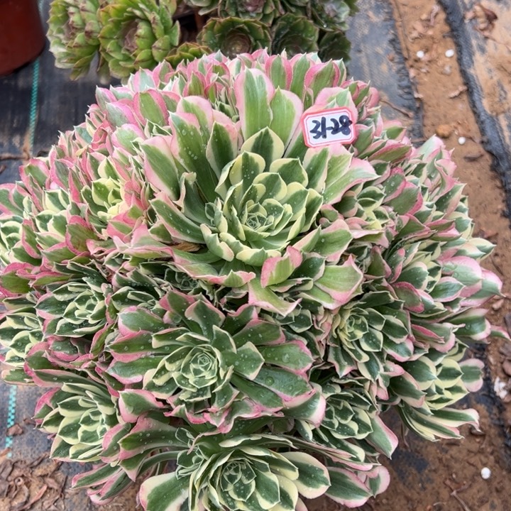 白凤多肉植物31-28