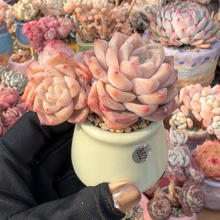 852 多肉含盆 30元包邮 除偏远