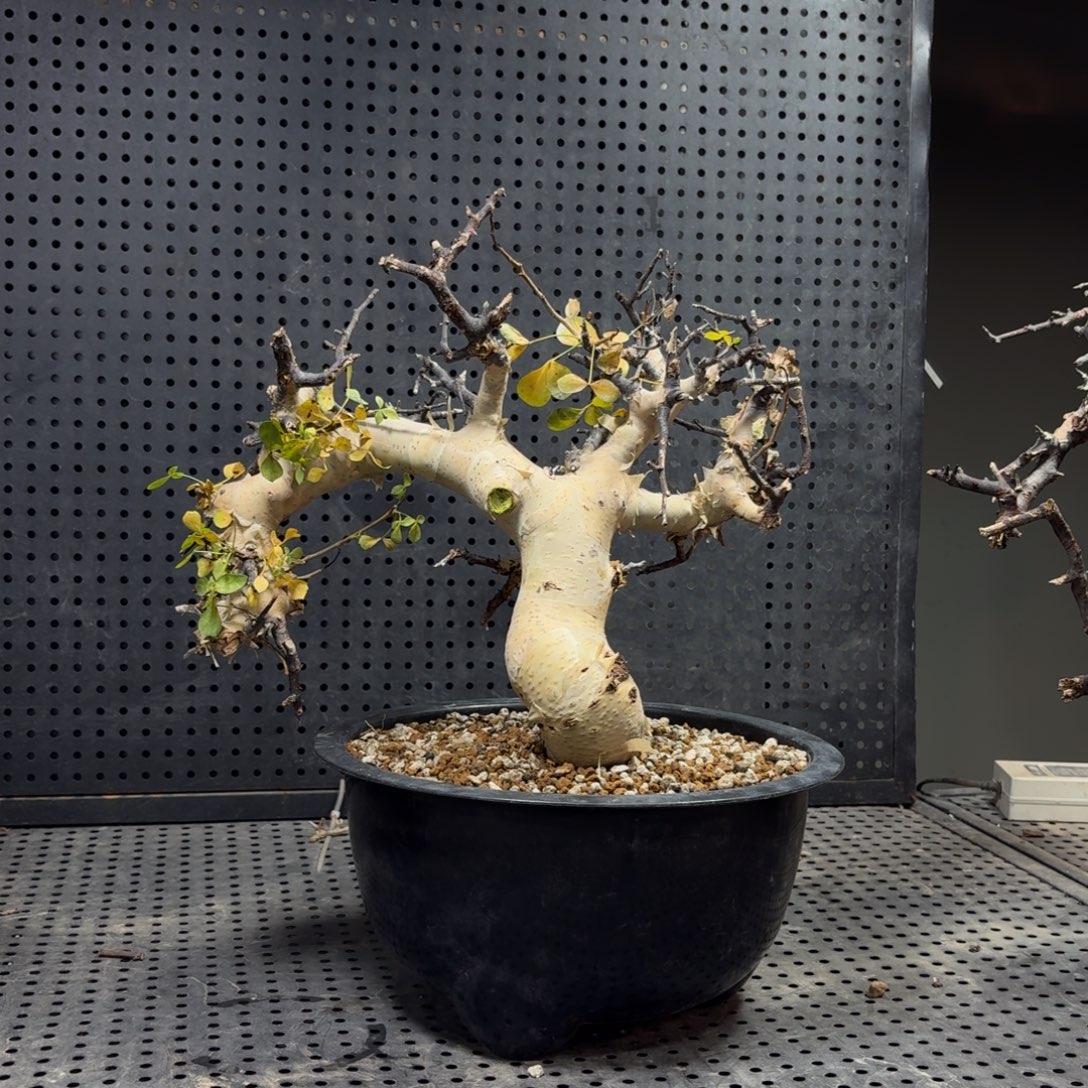 卡塔夫正白266699996666696