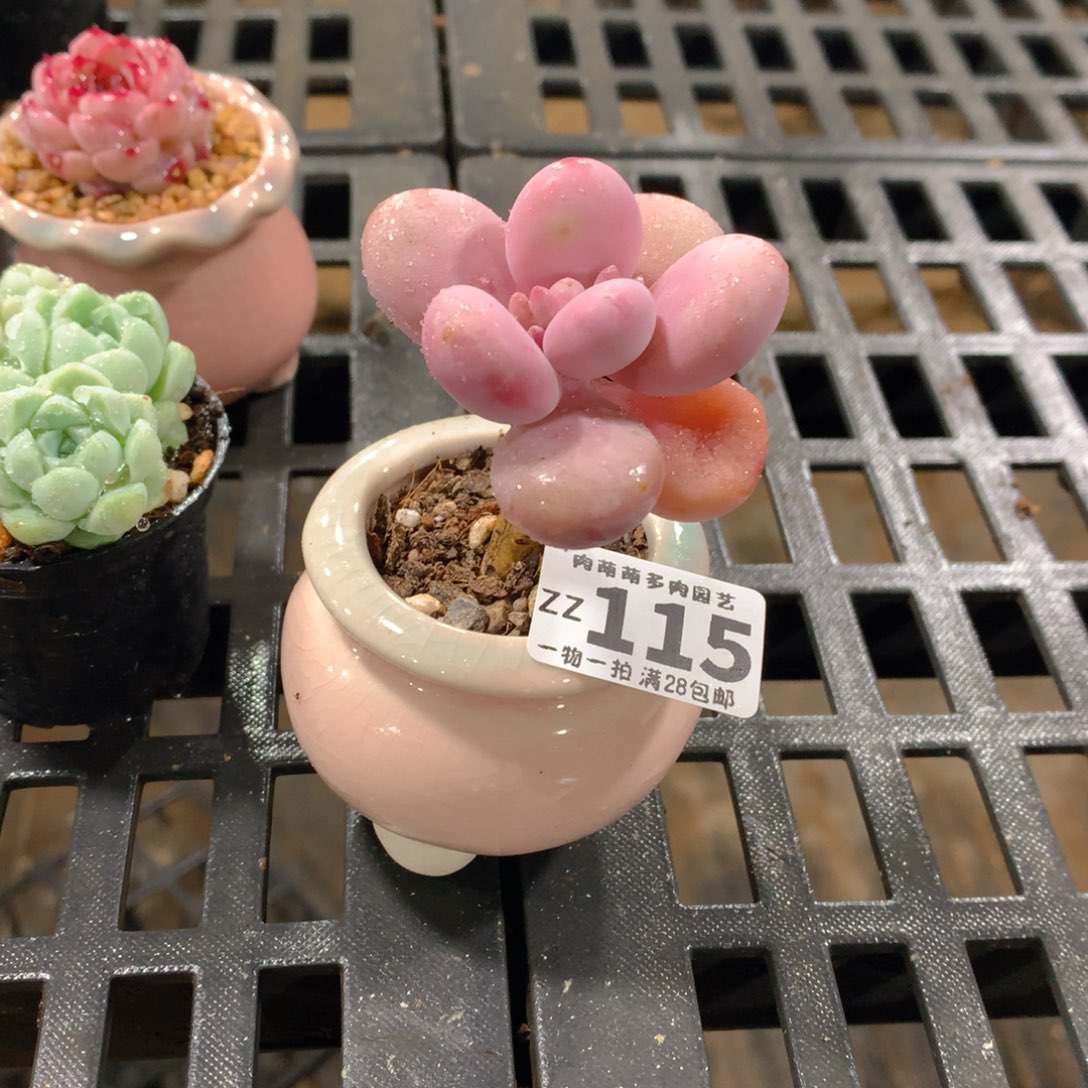 肉萌萌拇指盆精控多肉ZZ115