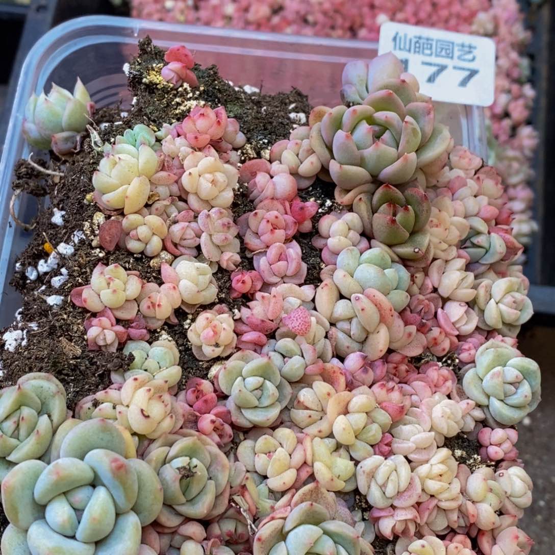 177多肉植物保护研究所所长助理