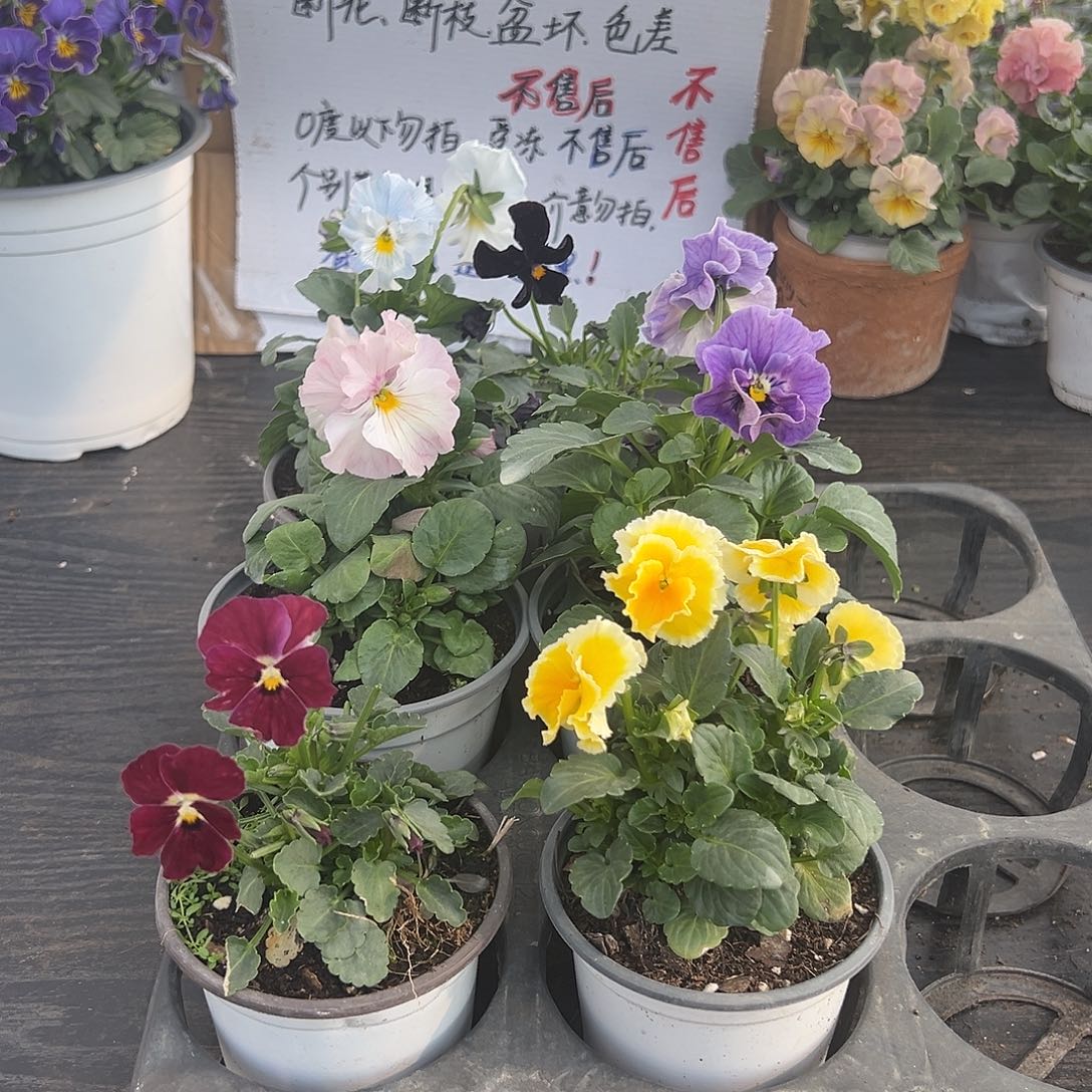 大部分花苞少量开放019号