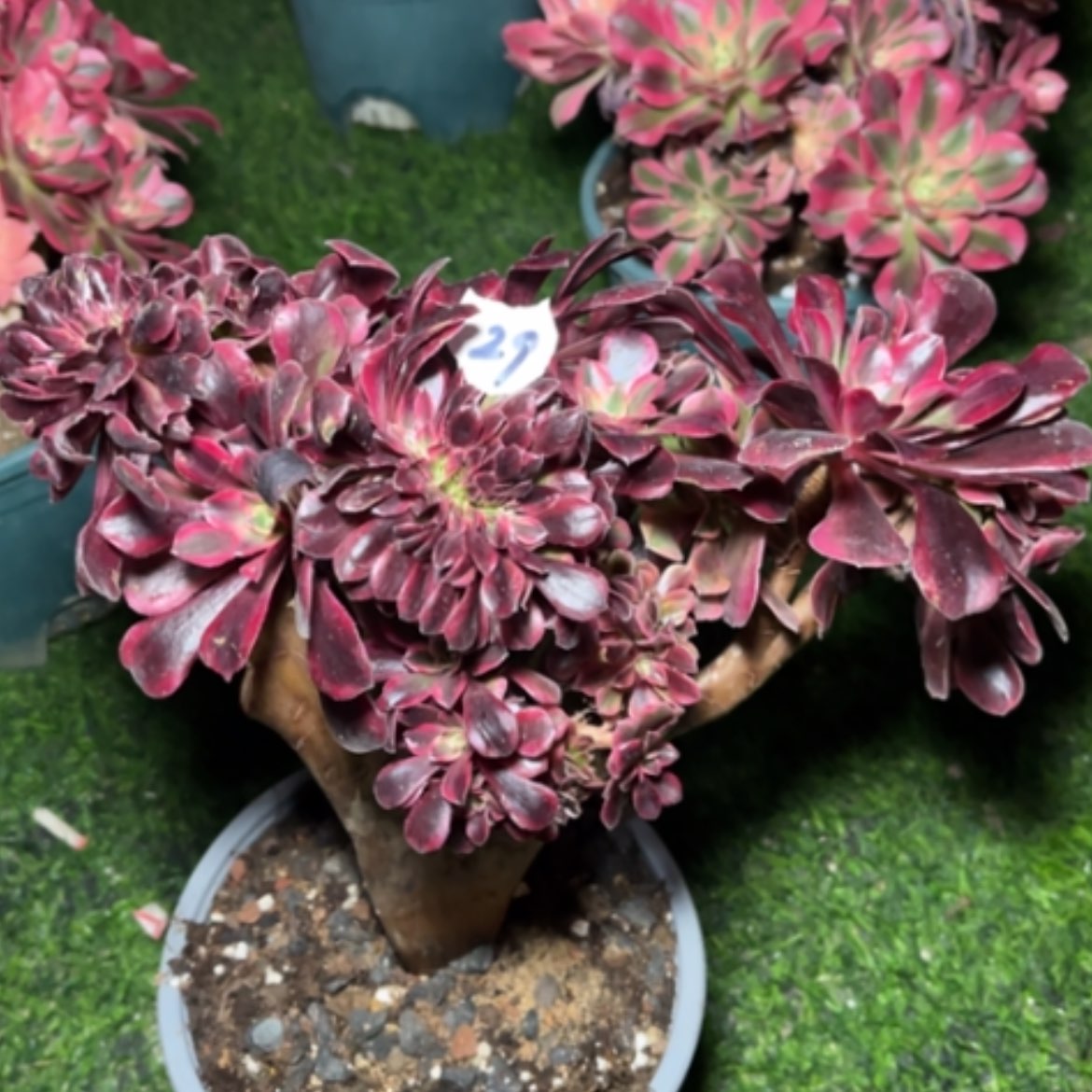 【闪购商品】29瑕疵处理多肉法师