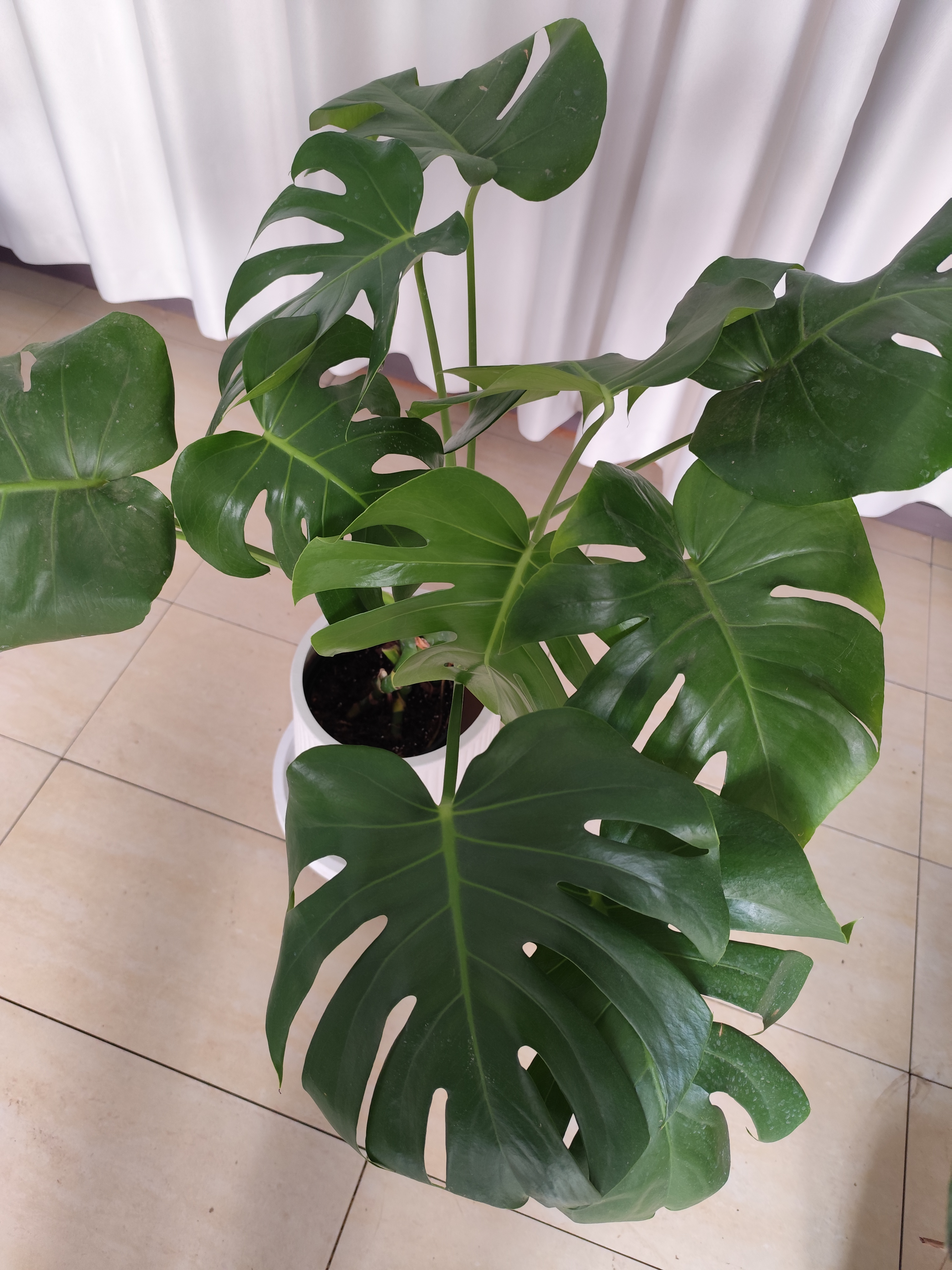 短颈黄龟龟背竹洒金龟背竹绿植土培水培好养四季常青可净化空气