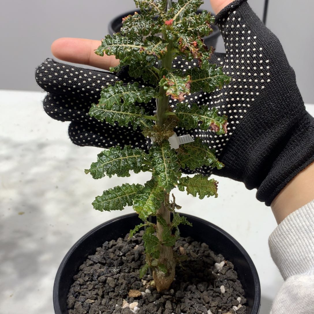 娜娜乳香实生带盆